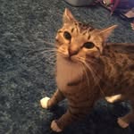 purrkeety123 profile picture