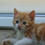 purrminators profile picture