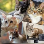 purrtooges profile picture