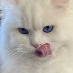pvssycatpvssycat profile picture