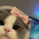 pylll.d profile picture