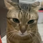 qfif.__ profile picture