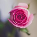 qlamb1190 profile picture