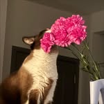 qlinet profile picture