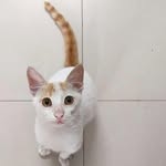 qtwhopurrs profile picture