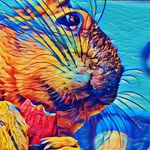 quasimodo.squirrel profile picture