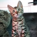quavothebengal profile picture