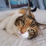 queen_lily_99 profile picture
