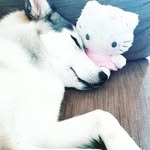 queenofhuskies_bella profile picture