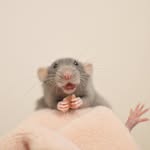 queenofrats profile picture