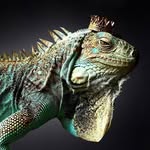 queenpicodemayo profile picture