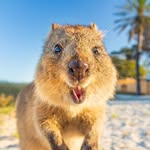 quokkahub profile picture