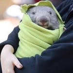 quokkawombat profile picture