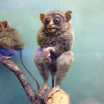 qvistenz profile picture