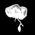r.o.s.e.dance profile picture