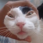 raajasz profile picture