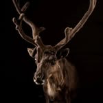 raamsdonkse.reindeer.ranch profile picture
