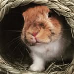 rabbit_rescue_and_rehab profile picture