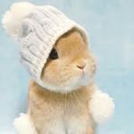 rabbits.realm profile picture
