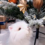 rabbitsodachan profile picture