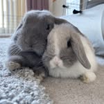 rabbit_vanpersie profile picture