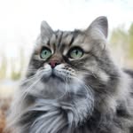 rackarkatten profile picture