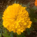 radhakrishna99864 profile picture