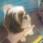 radhe_radh9828 profile picture