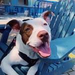 radley_barkley profile picture