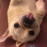 raffifrenchie profile picture