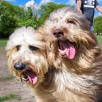 ragnar_n_fozzie profile picture