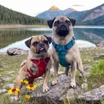 ragnarpugventures profile picture