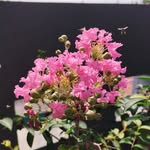 rahmadinayessica profile picture