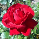 rahul8com profile picture