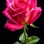 rahulraj7347299 profile picture