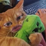 rainb.owall profile picture