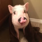 raisin.jones profile picture