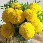 rajeshkumarldh5 profile picture