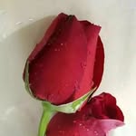 rakesh.2334 profile picture