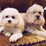 ralphieandbowie profile picture