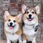 ralphthecorgi profile picture