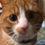 rammfan2394 profile picture