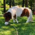 randrranchminis profile picture
