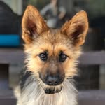 ranger_thegshepherd profile picture