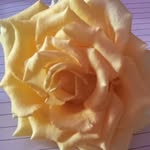 ranirathore5436 profile picture