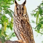 raptors_paradise_tal_chappar profile picture