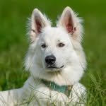 rastawhiteshepherd profile picture