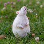 ratblow profile picture