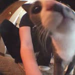 ratgerm profile picture