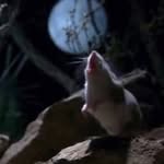 ratonaullandoalaluna profile picture